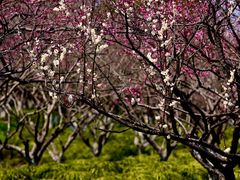 -上海海湾国家森林公园