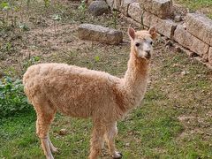 -泉州海丝野生动物世界