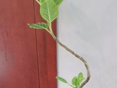 -浦江悦(陆家嘴保利广场店)
