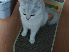 -欣宠猫屋·矮脚拿破仑·蓝金金渐层