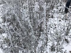 -武陵山森林公园