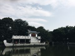 -金花茶公园