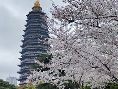 -红梅公园