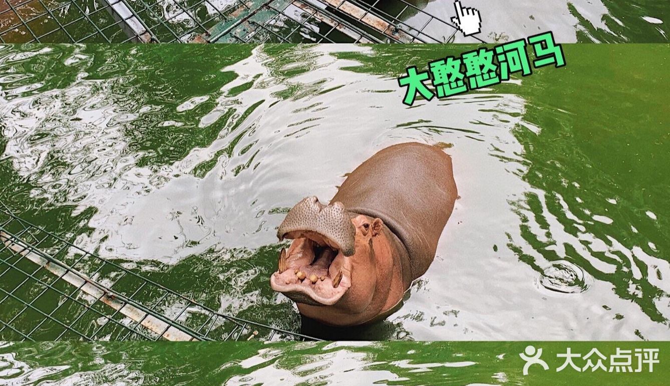 深圳|假日出游·野生动物园里的憨憨们在等你👋🏻