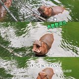 深圳|假日出游·野生动物园里的憨憨们在等你👋🏻