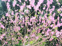 -桃花涧