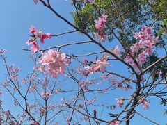 -天适樱花悠乐园