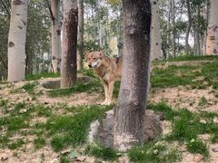 -北京野生动物园