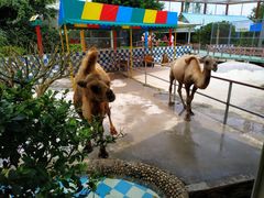 -百万葵园