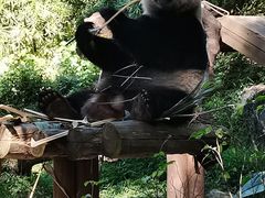 -广州长隆野生动物世界
