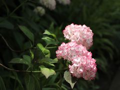 -鹅湖玫瑰文化园