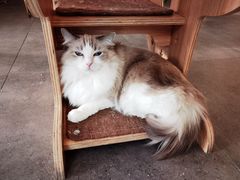 -飞行喵MR PILOT|猫舍·猫咖(静安大融城店)