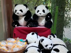-轩客会(熊猫书店)
