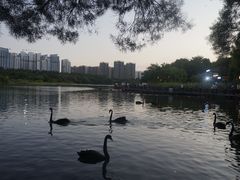 -五缘湾湿地公园