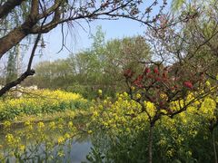 -南汇桃花村