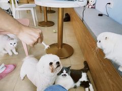 -喵宠乐园·撸猫互动·猫舍