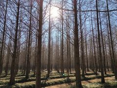 -日照海滨国家森林公园