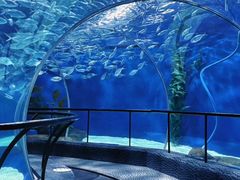 -上海海洋水族馆