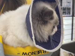 -pd派德宠物中心医院24H急重症·眼科中心·血液透析中心(嵩山北路店)