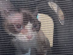-安安宠医宠物医院·异宠·犬猫内科(岳阳分院)