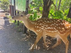 -海南热带野生动植物园