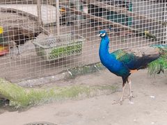 -马三妹跷脚牛肉(苏稽总店)