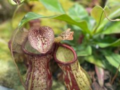 -国家植物园南园