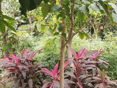 -呀路古热带植物园
