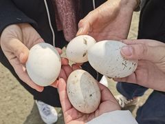 -樂桃源奉贤黄桃种植采摘基地