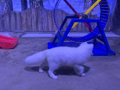 -芜湖新华联大白鲸海洋公园