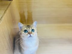 -袖虎猫馆(十亩地店)