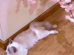 -猫にゃん · 猫的隐藏屋猫咖(麦地旗舰店)