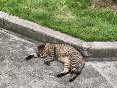 -翠花老菜饺子馆(七宝店)