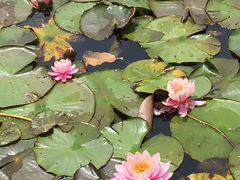 -墨尔本皇家植物园