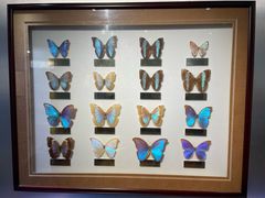 -上海昆虫博物馆