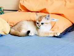 -喵百万·布偶·蓝金金渐层英短·猫舍(百子湾店)