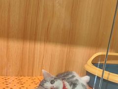 -欣宠猫屋·矮脚拿破仑·蓝金金渐层