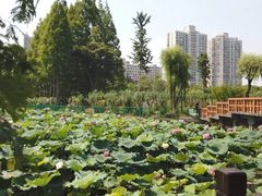 -黄兴公园