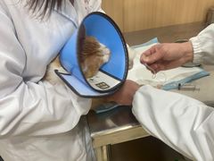 -米苏动物医院·犬猫专科·骨科外科内窥镜