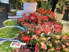 -双季花艺园艺市场(浦东店)