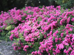 -上海滨江森林公园