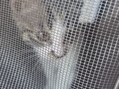 -邢大夫动物医院