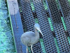 -卡帕莱度假村(西巴丹岛)