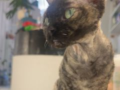 -琪喵猫屋·撸猫猫咖·猫舍