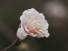 -国家植物园