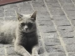 -猫岛主趣味餐厅(鼓浪屿店)