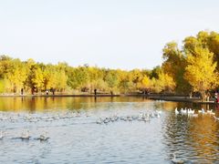 -金塔沙漠胡杨林景区