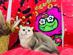 -爱洗澡的猫(望京店)