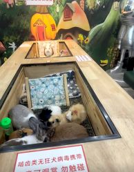 -神奇动物撸宠馆·羊驼·小浣熊·异宠(豫园店)