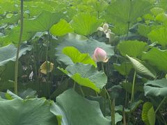 -莲花池公园